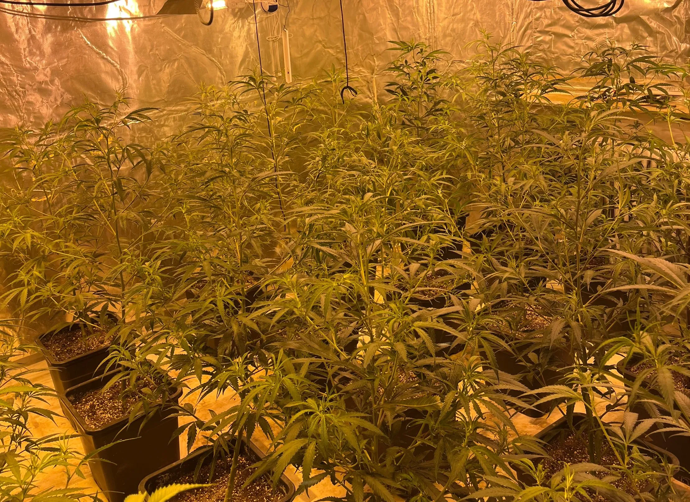 Elsdorf: Polizei stellt mehrere Kilogramm Marihuana sicher