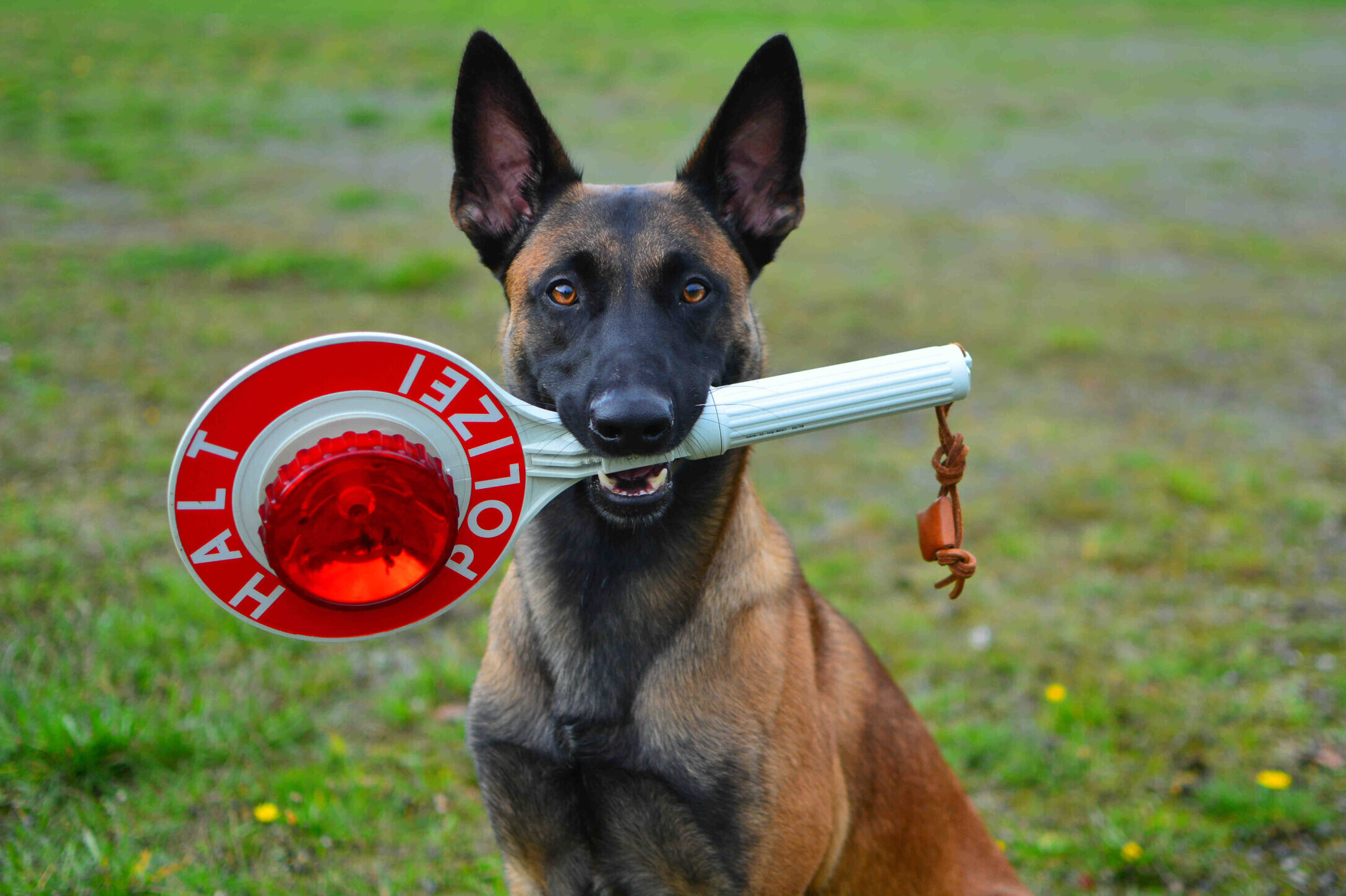 „Polizeihund mit Halt-Polizei-Kelle auf Trainingsgelände