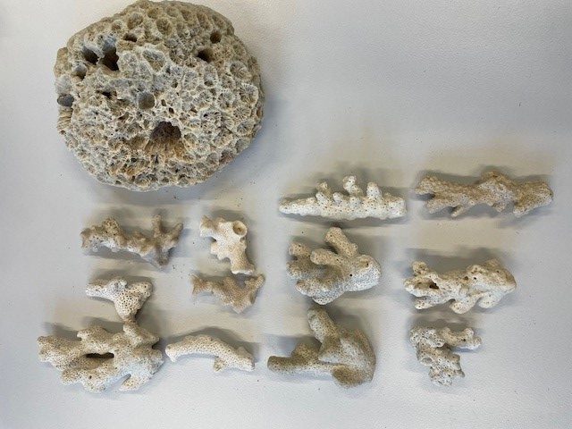 Zoll stellt artengeschützte Steinkorallen am Flughafen Köln/Bonn sicher